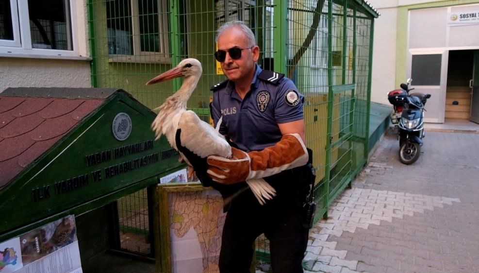 Karaman’da yaralı leylek koruma altına alındı