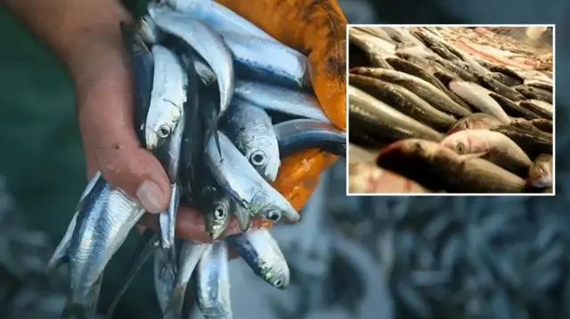 Uzmanından ‘Haftada en az 2 kez balık yiyin’ tavsiyesi