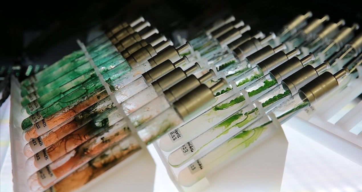 turk bilim insanlarindan dunya capinda bulus murekkep baligindan dogal gunes kremi a4myQBP2.jpg