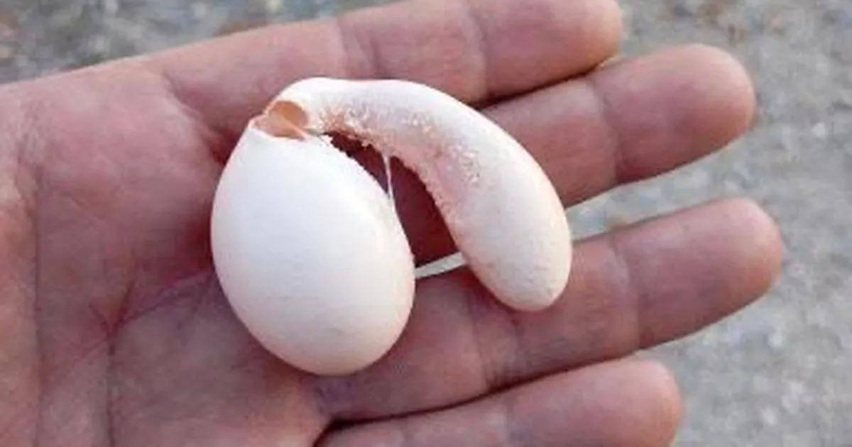 Adıyaman’da tavuğun yumurtası şaşırttı!