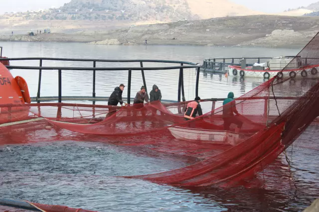 Balık sevkiyat fotoğrafı