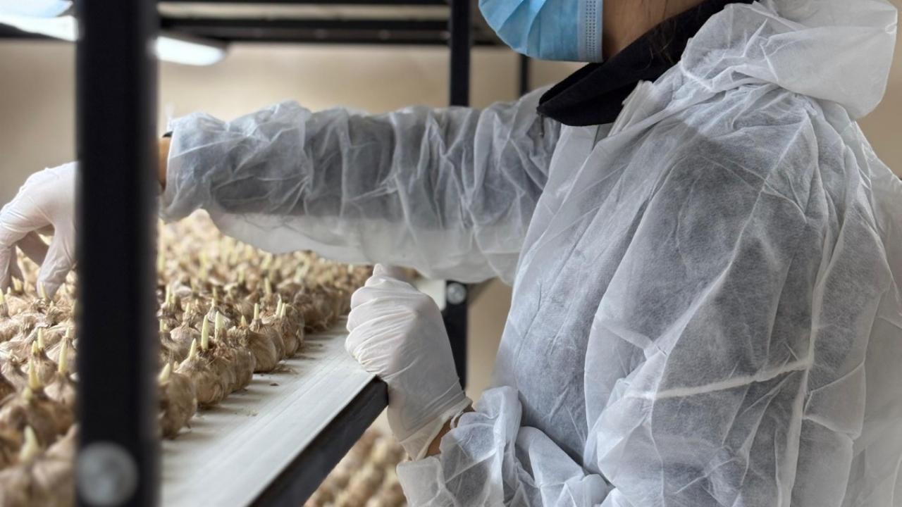 Mali müşavirliği bıraktı! 50 metrekarelik odada gramı 700 TL’lik servet üretiyor