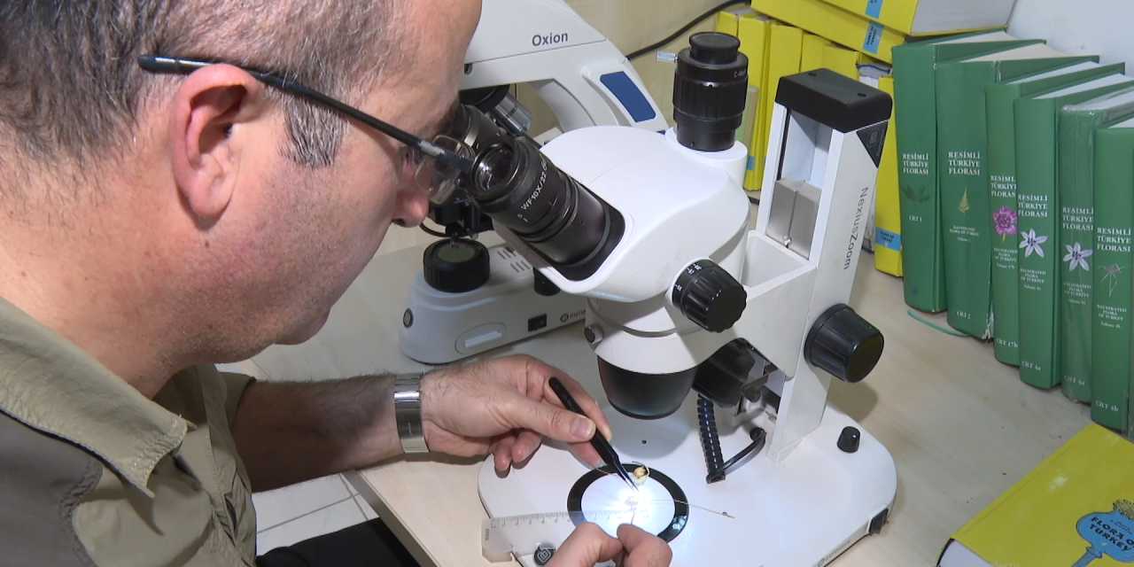 Yolda yürürken yeni bitki türü keşfetti