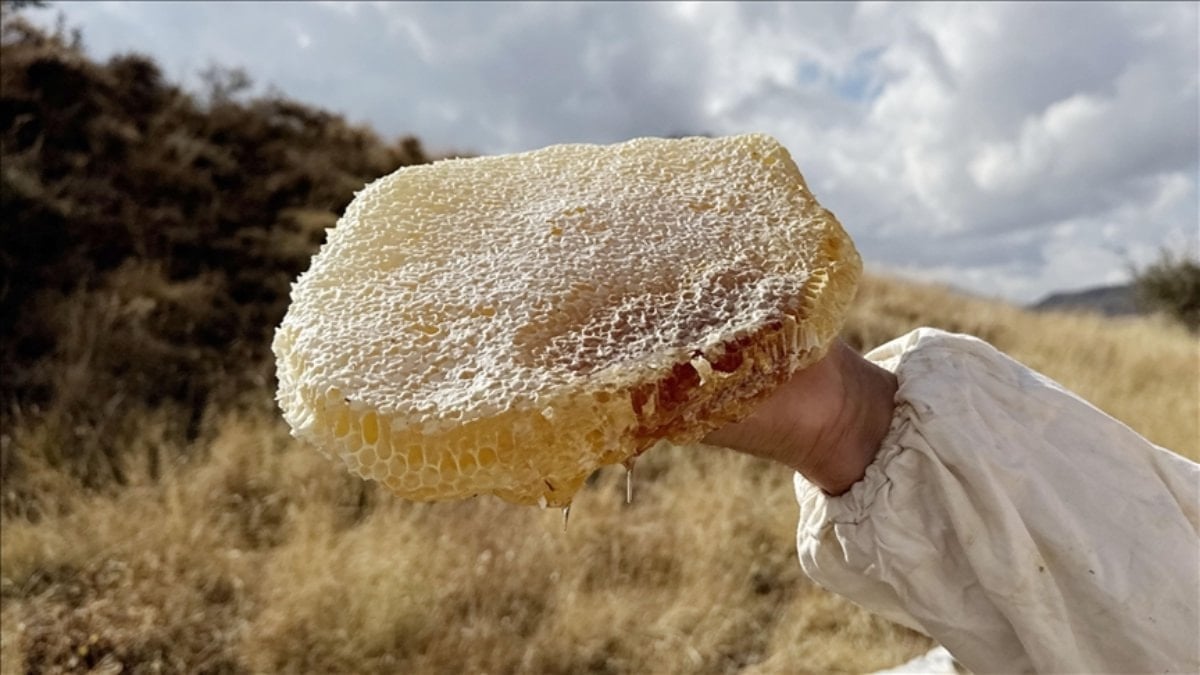 Ilgaz balı, satış rekoruyla Guinness’e girdi: Kilosu 11 bin 118 Euro